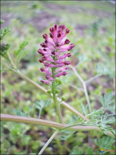 Quelle est cette fleur ?