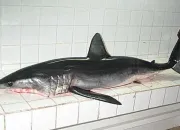 Quiz Requin