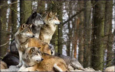 Quelle femme a chanté "Loup loup" ?