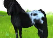 Quiz Star Stable Online