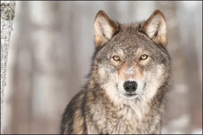 Si vous êtes très connu, de quelle couleur est le loup ?