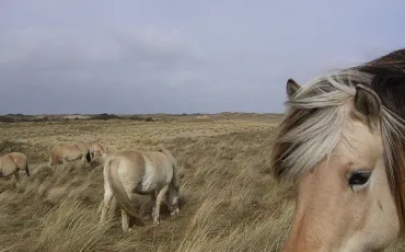 Quiz Chevaux