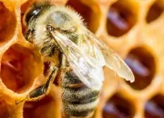 Quiz Le quizz mtier : Dcouvrez l'apiculture !