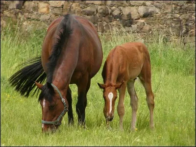 Le cheval est un... qui vit entre... et... ans.