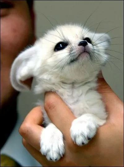 Comment surnomme-t-on le fennec?