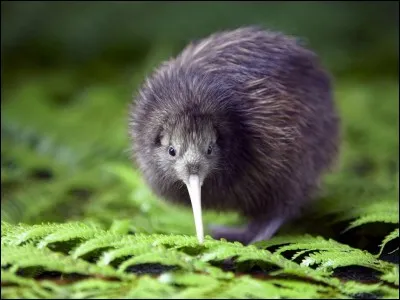 Quel est cet animal au nom de fruit ?