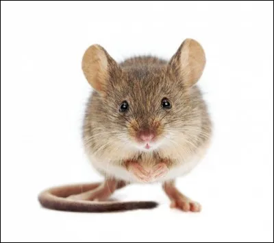 Comment dit-on "une souris" en anglais ?