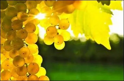 Le chardonnay est un cépage très connu mais dans quelle région française trouve-t-on un village du même nom ?