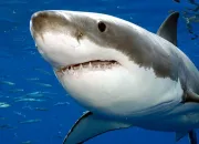 Test Quel requin es-tu ?