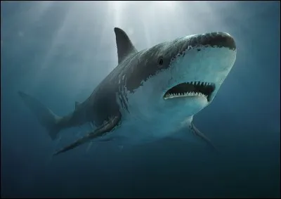 Carcharodon mégalodon mesurait..