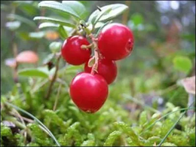 Quels sont ces fruits rouges ?