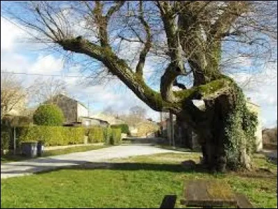 Nous commençons cette nouvelle balade en Occitanie, à Brousses-et-Villaret. Commune au pied de la Montagne Noire, au cur du Pays Cathare, elle se situe dans le département ...