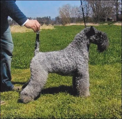 Il est très beau ce chien ! Quelle est sa race ?