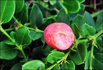 Quel est ce fruit ?