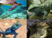 Test Quel reptile es-tu ?