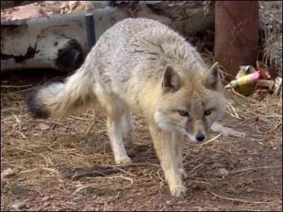 Combien existe-t-il de sortes de renards dans le monde ?