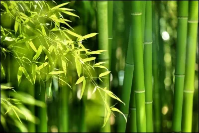 Le vert vif possède des vertus apaisantes pour les yeux...