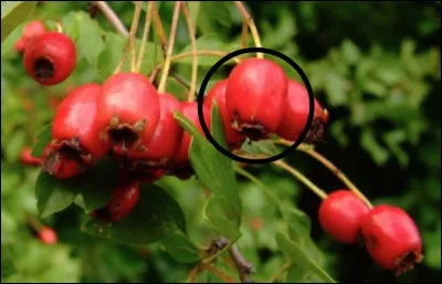 Quel est ce fruit sauvage ?