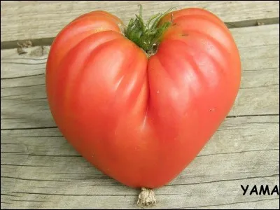 Quelle est cette tomate ?