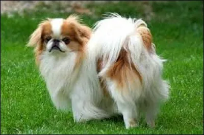 Petit chien poilu avec une assez grosse et large tête, qui a l'air bien distingué avec ses grands yeux ronds. Il a de petites oreilles tombantes. Comme bien des petits chiens, il est très attaché à son maître et toujours gai avec la famille :