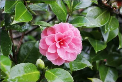 Cette fleur magnifique était la préférée de Coco Chanel (en blanc), qui en a fait des broches notamment. Qui porte son nom en prénom ?