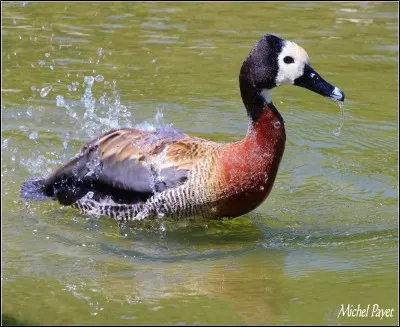 Quelle est la race de ce canard ?