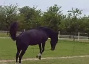 Test Ton cheval a-t-il le mme caractre que toi ?