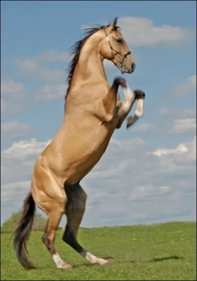 Quelle est la robe de ce cheval ?