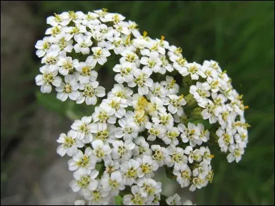 Quelle est cette fleur ?