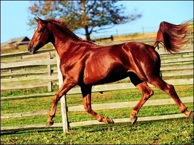 Quelle est la robe de ce cheval ?