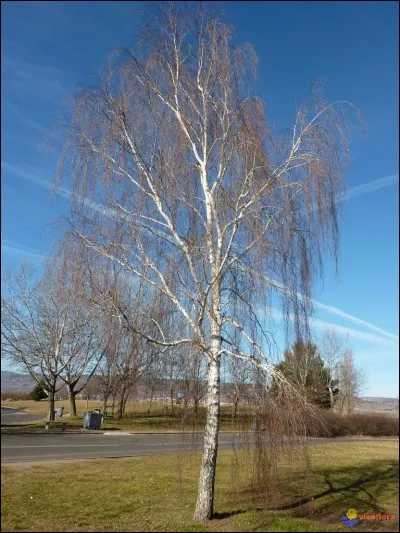 Quel est cet arbre ?