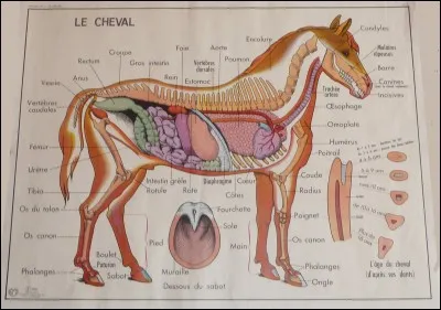 Quelle est la capacité de l'estomac du cheval ?