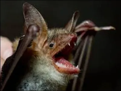 Pourquoi les chauves-souris sont appelés "vampires" ?