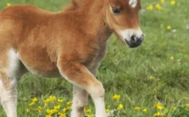 Quiz Animaux