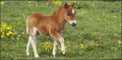 Comment s'appelle le bébé du cheval ?