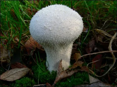 Quel est ce champignon ?