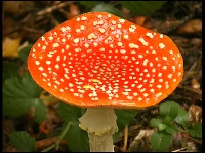 Quel est ce champignon ?