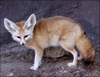 Très craintif, le fennec est très difficile à apprivoiser.