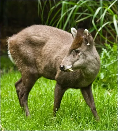 Quel est cet animal ?