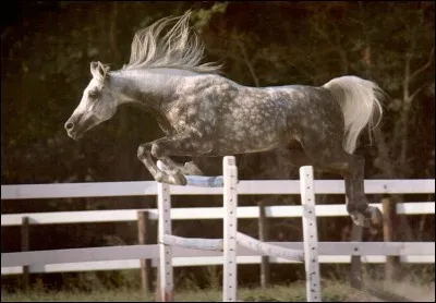 Dressage | A la détente le port d'une coiffure...