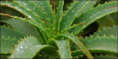 L'aloe vera, en plus d'être bon pour l'épiderme, est comestible.