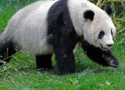 Quiz Connais tu bien les pandas