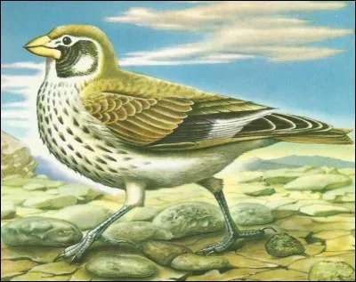 Baptisé en l'honneur d'un grenoblois, quel est le nom de cet oiseau ?