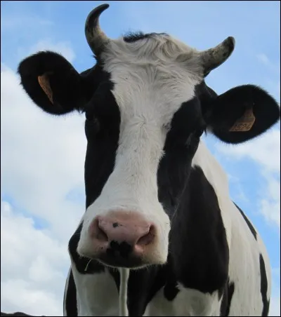 La vache boit du lait.