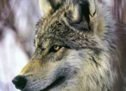 Quiz Connais-tu bien les loups ?