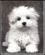 Quelle est cette race de bichon?