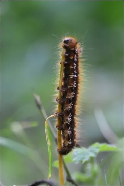 Cette photo montre une chenille processionnaire du pin.