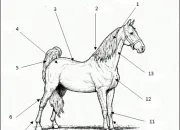 Quiz Les diffrentes parties du cheval