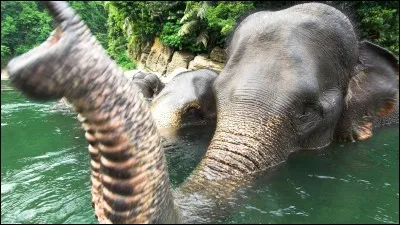 Les éléphants sont incapables de sauter.