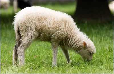 Les moutons sont plus nombreux que les personnes en Nouvelle-Zélande.